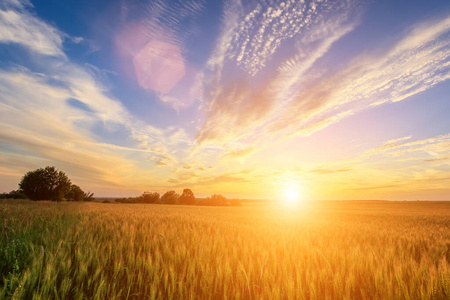 风景 场景 小麦 谷类食品 农业 日出 食物 植物 生长