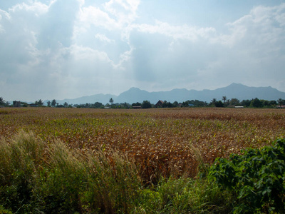 领域 环境 夏天 植物 美丽的 天空 草地 农场 乡村 风景