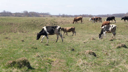 牛奶 农事 领域 乡村 牲畜 动物 自然 农业 大牧场 哺乳动物