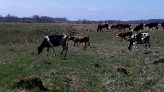 牛奶 牧场 风景 乳制品 兽群 农场 哺乳动物 奶牛 大牧场