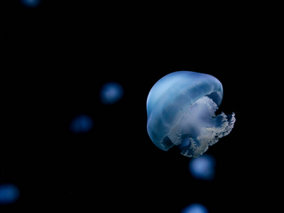 透明的 动物 浮动 水母 自然 水族馆 深的 游泳 海的