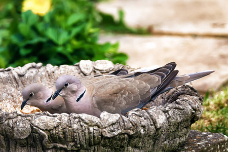 花园 动物 栖息 自然 观鸟 链球菌病 英国 动物群 肖像