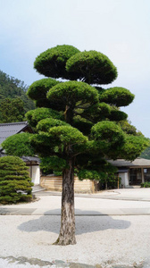 美丽的 建筑学 天空 花园 自然 夏天 日本 旅游业 旅行