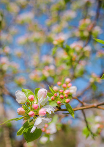 细枝 苹果 季节 美丽的 美女 特写镜头 开花 春天 花园