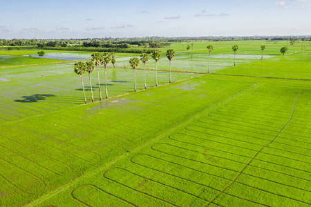 大米 植物 栽培 成长 农场 农事 粮食 风景 亚洲 美丽的
