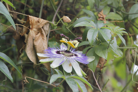 公园 绿色植物 花园 生长 植物学 植物 美丽的 分支 登山者