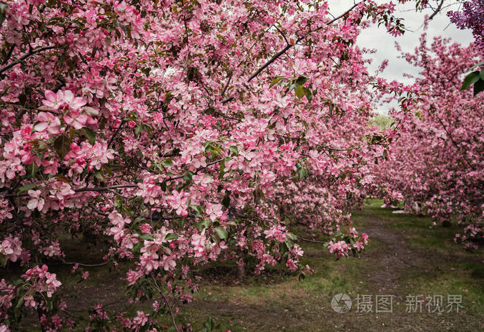 水果 旅行 夏天 墙纸 花的 分支 欧洲 开花 果园 太阳