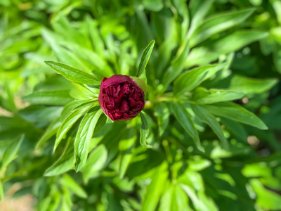 特写镜头 季节 美丽的 颜色 自然 灌木 植物 夏天 开花