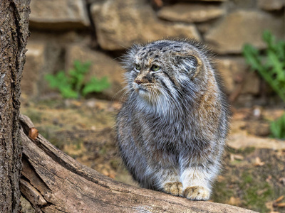 食肉动物 眼睛 猫科动物 曼努尔 野猫 动物 野生动物 动物群