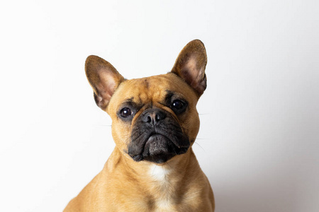 肖像 宠物 可爱的 友谊 停留 法国人 美女 演播室 犬科动物