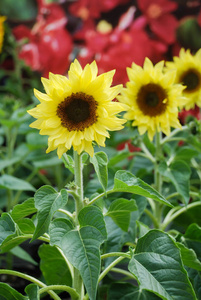 向日葵 夏天 太阳 地中海 农业 美丽的 植物区系 花园