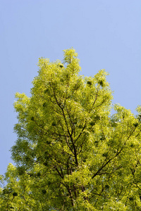 植物 树叶 春天 花园 天空 分支 自然 植物学