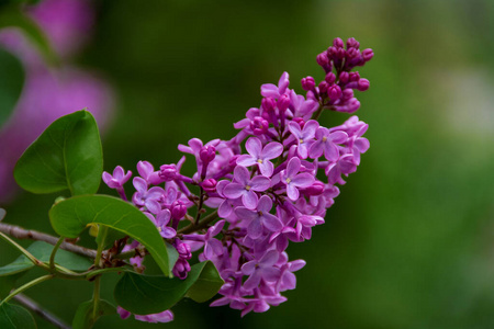 植物 花束 粉红色 春天 植物区系 美女 紫色 花的 花园