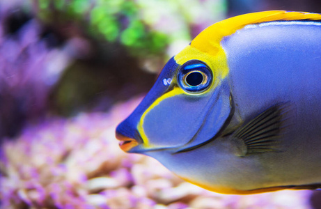 障碍 自然 水族馆 生活 太平洋 水下 游泳 动物 海洋