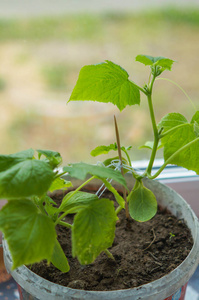 窗台 种子 园艺 环境 成长 生长 栽培 土壤 活力 生活