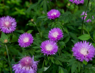 植物学 夏天 花束 特写镜头 草本植物 盛开 颜色 花园