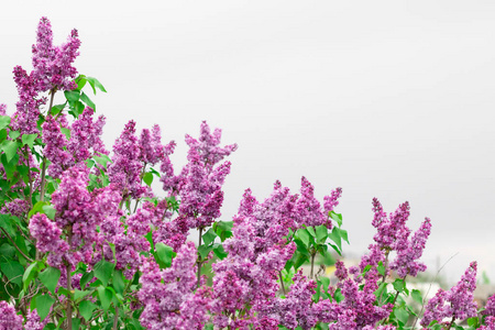 丁香花 花瓣 开花 春天 生态学 灌木 季节 园艺 花园