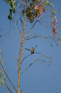 Eleonoras falcon landing on a eucalyptus branch.