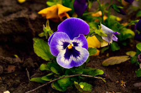 植物学 紫罗兰 美丽的 盛开 春天 花的 美女 植物 夏天