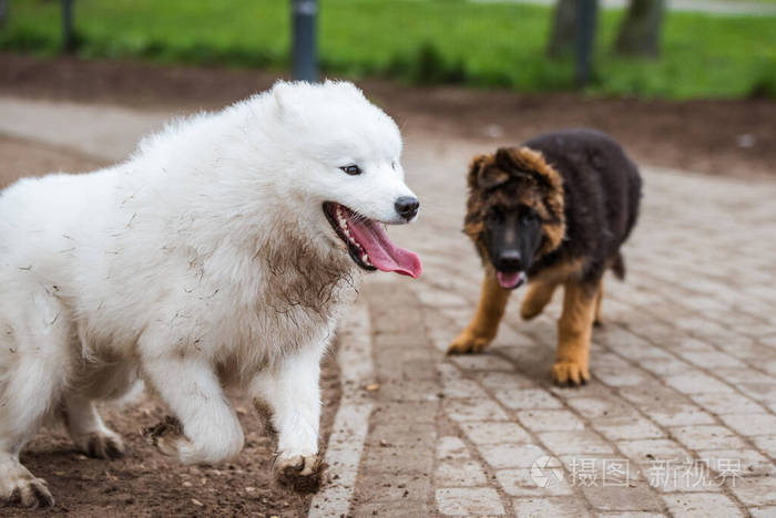 萨摩耶狗和德国牧羊犬在公园里玩耍