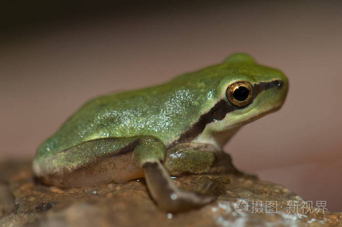 地中海树蛙后腿扭曲