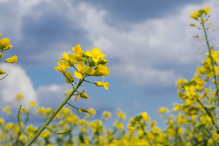 土地 夏天 季节 自然 领域 地平线 农场 油菜 成长 天空