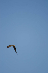 Eleonoras falcon Falco eleonorae in flight, The Nublo Rural Park