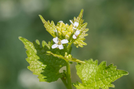 植物 花序 叶柄 植物区系 野花 盛开 自然 生长 花的