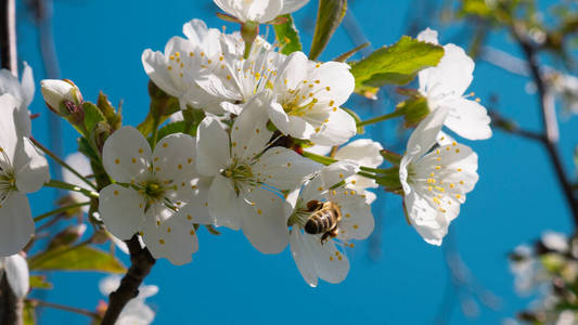 植物区系 天空 美丽的 昆虫 动物 春天 生态学 蜜蜂 特写镜头