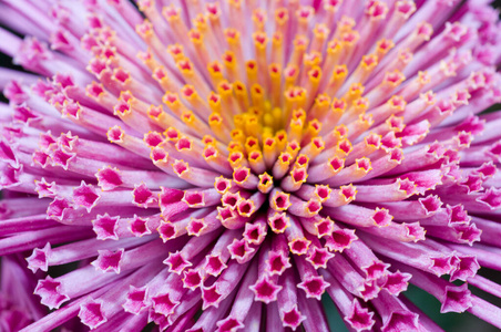 菊花 秋天 开花 春天 植物 紫色 季节 植物区系 花园