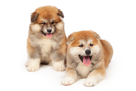 白底秋田犬小狗照片