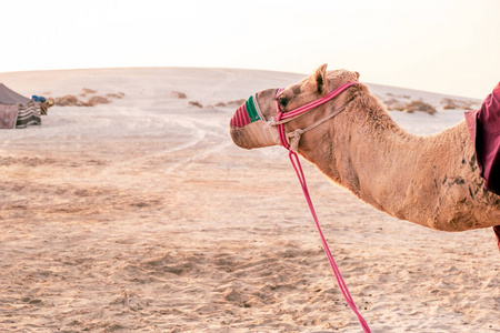 经验 旅游 骆驼 假日 吸引力 阿拉伯 沙漠 多哈 海岸线