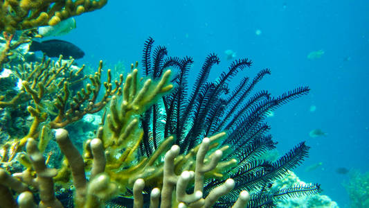 潜水员 埃及 水肺 水下 珊瑚 海洋 自然 深的 潜水 海的