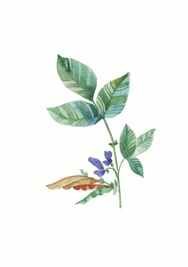 自然 插图 明信片 假日 邀请 大豆 要素 花的 花园 春天