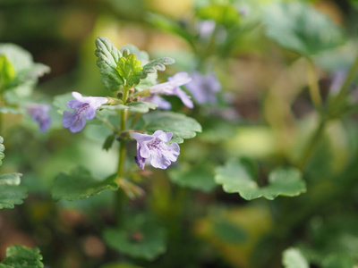 油菜 花园 蒲公英 农业 植物区系 夏天 太阳 颜色 公园