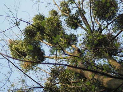 树干 风景 夏天 春天 森林 公园 树叶 植物区系 分支