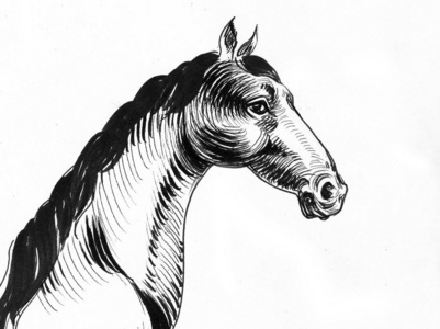 墨水 艺术 绘画 艺术品 动物 素描 鬃毛 种马 插图