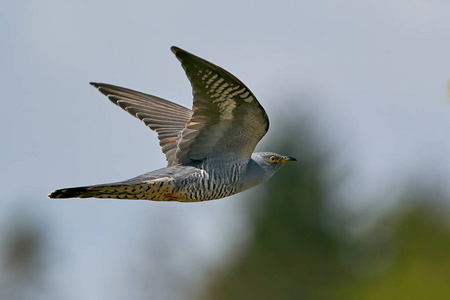 栖息地 布谷鸟 丹麦 动物群 野生动物 航班 动物 荒野