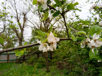 花园 盛开 樱桃 春天 自然 季节 苹果 开花 天空 植物区系