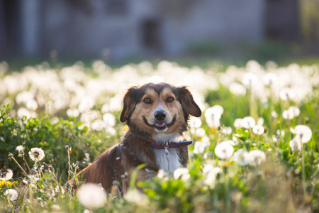 宠物 犬科动物 繁殖 春天 草地 哺乳动物 微笑 有趣的