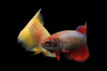 打鱼 在室内 颜色 动物 行动 自然 特写镜头 水族馆 连体