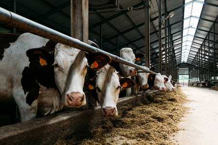 牛奶 育种 站立 兽群 奶牛 复合 农田 牛棚 农事 乳制品