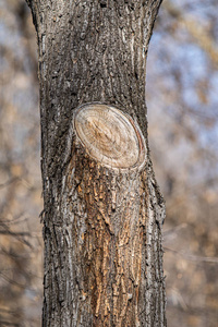 材料 木材 环境 植物 皮肤 橡树 纹理 自然 树皮 树干