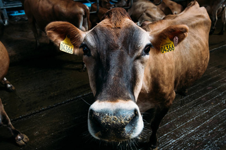 喂养 乳制品 生产 牛奶 行业 牛棚 育种 农事 站立 谷仓