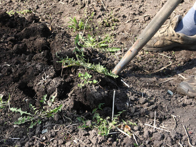 农民 自然 土壤 除草 国家 铲子 培养 工作 挖掘 春天
