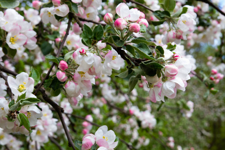 春天 植物区系 美丽的 公园 特写镜头 花瓣 季节 开花