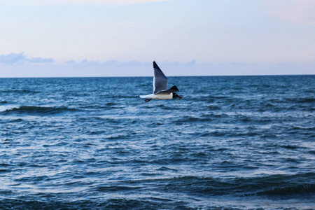 海洋 夏天 海的 野生动物 海鸥 旅行 鲸鱼 美丽的 天空