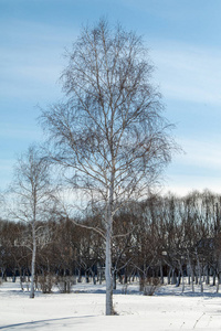 白霜 天空 季节 自然 场景 分支 森林 天气 寒冷的 木材