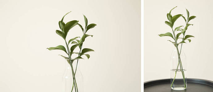 植物 作文 简单 复制空间 品种 花瓶 植物区系 树叶 在室内