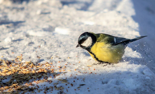 冬天 分支 森林 可爱的 鸣禽 季节 野生动物 自然 专业